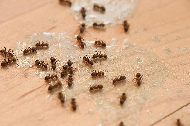 Pest Control for Restaurants in Meadowood, PA