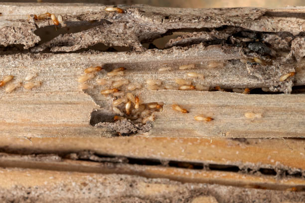 Best Termite Control Services  in Meadowood, PA